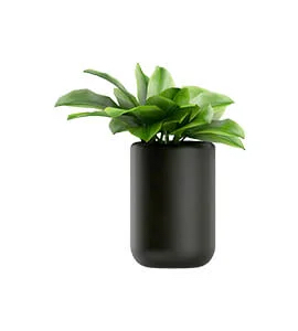 picture of Blacked Eyed Susan